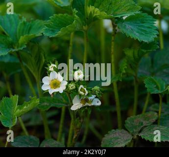 Strawberry bush with green leaves and white flowers in vegetable garden ...