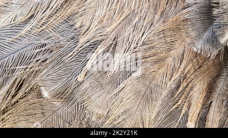Brown ostrich feathers as an abstract background. Stock Photo