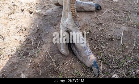 Close-up of an ostrich long legs with big claws. African ostrich paws with two fingers. Big bird legs with linked skin Stock Photo