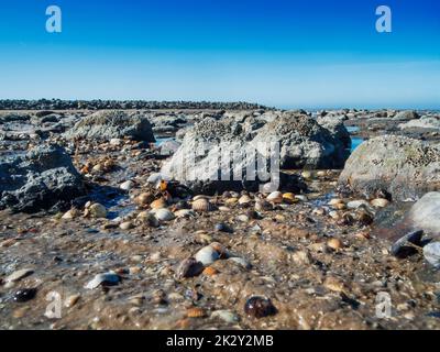 Shells and stones on the beach Stock Photo