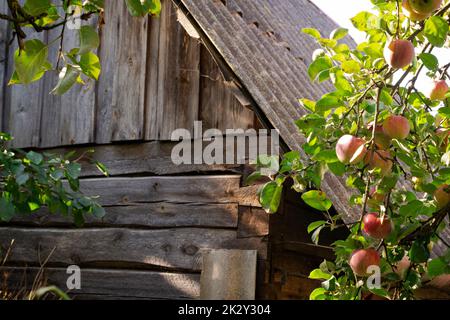 intricate ornamental sculpture of old apple branches tree next to a dilapidated barn. Stock Photo