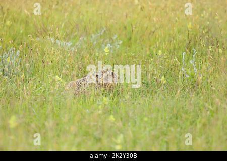 Brown hare hiding in long grass in summer sunlight Stock Photo