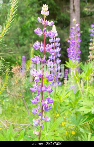 Fresh purple lupine close up blooming in summer Stock Photo