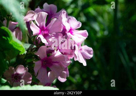 Blooming pink or violet phlox flower macro on a summer sunny day. Purple phloxes flowers close up photo in the summer garden. A flowering plant in sunlight with pink petals floral background. Stock Photo