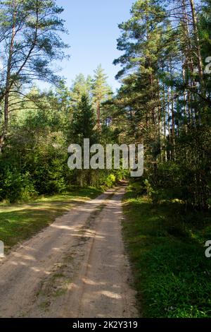 Road in the wild pine forest, vertical image Stock Photo