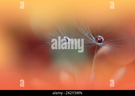 Beautiful Nature Background.Floral Art Design.Abstract Macro Photography.Pastel Flower.Dandelion Flowers.Orange Background.Creative Artistic Wallpaper.Wedding Invitation.Celebration,love.Close up View.Water Drops.Tranquil Natural Background. Stock Photo