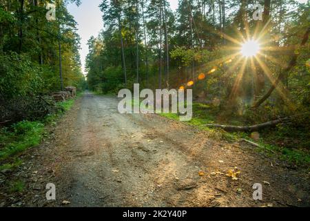 Dirt road through the forest and sunshine Stock Photo
