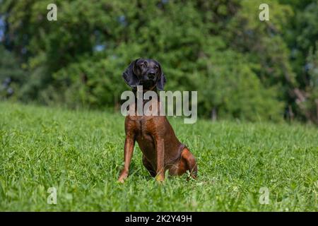 bloodhound sits on a green meadow Stock Photo