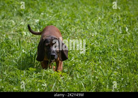 bavarian mountain dog puppy walking throug the grass Stock Photo