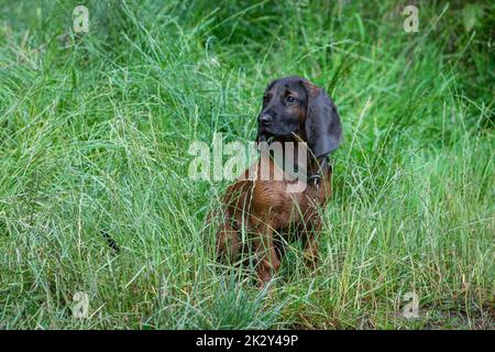 bavarian mountain dog sits in the grass Stock Photo