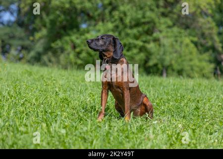sniffer dog sits on a meadow Stock Photo