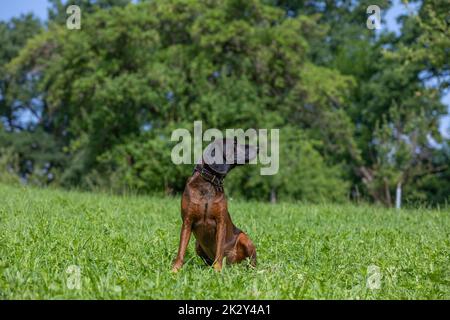 bavarian mountain dog looking over the shoulder Stock Photo