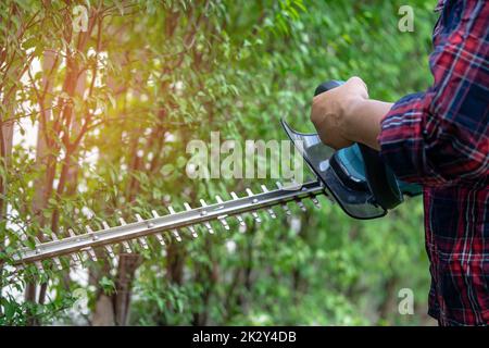 Gardener holding electric hedge trimmer to cut the treetop in garden. Stock Photo