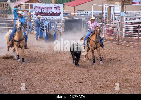 A mixed team of Cowboy and Cowgirl try to catch a young bull at a Rodeo in Fruita Colorado Stock Photo