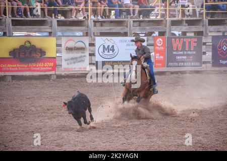 A Cowgirl on her horse tries to lasso a young bull while dust is kicked up at a rodeo in Fruita Colorado USA Stock Photo