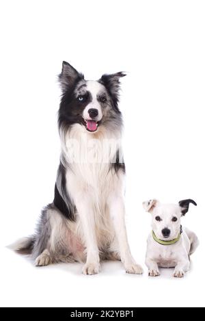 Two dogs isolated on white background Stock Photo - Alamy