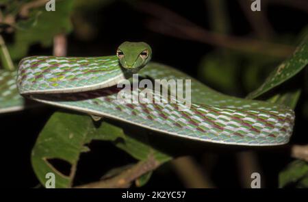 Green vine snake with sharp nose;  ahaetulla nasuta; green vine snake in striking action from Sri Lanka Stock Photo