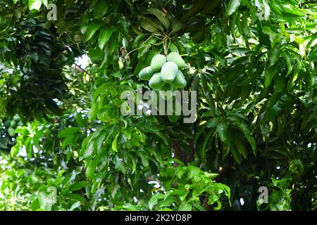 Bunch of real raw green mango in tree Stock Photo