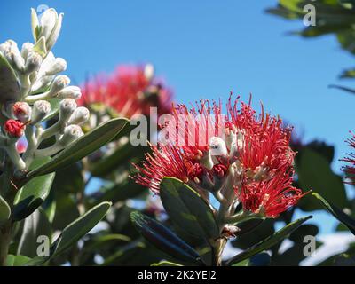 Bright red flower of pohutukawa closeup and green leaves with new flower buds against blue sky. Stock Photo