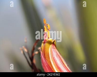 New Zealand flax flower closeup with petals closed and stamen projecting out with pollen with bokeh background Stock Photo