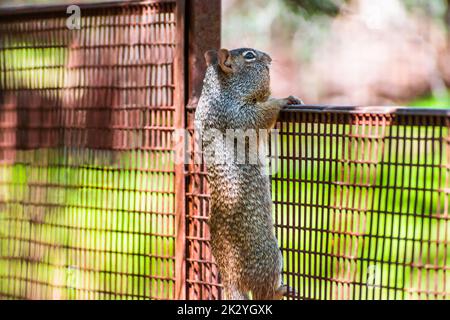 Squirrel climbing a fence at the Hassayampa River Preserve Nature Center in Wickenburg, Arizona, USA. Stock Photo