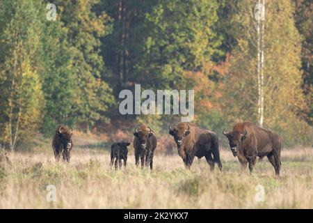 The wild European bison in the protected area Belovieza forest. The herd of bison on the meadow. Autumn in the wild Poland nature. The curious herd of Stock Photo