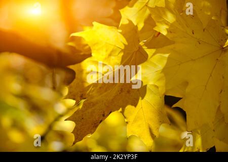 Sun rays breaking through thick yellowed autumn maple foliage Stock Photo