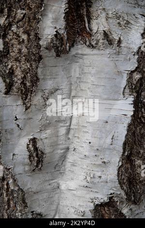 White and brown bark texture of birch tree, close up Stock Photo
