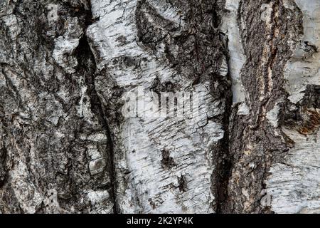 White and brown bark texture of birch tree, close up Stock Photo