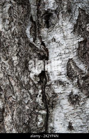 White and brown bark texture of birch tree, close up Stock Photo