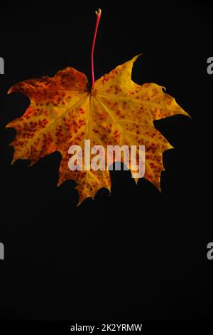 Yellowed autumn maple leaf black background Stock Photo