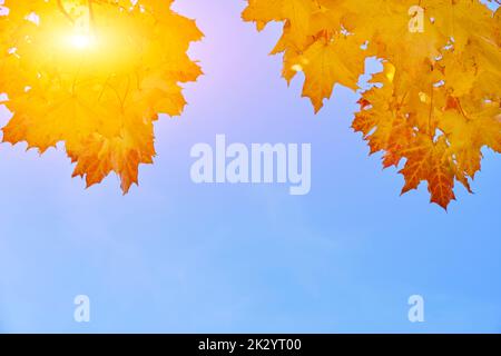 Sun rays breaking through yellowed autumn maple leaves against blue sky Stock Photo