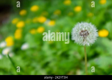 Full dandelion clock set in front of an out of focus buttercup bed showing up as soft yellow within a sea of green. Stock Photo
