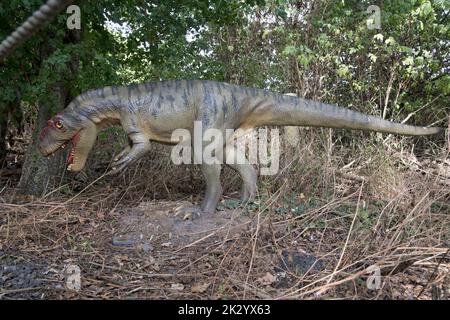 Lifesize model of Allosaurus a large carnosaurian theropod dinosaur ...