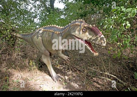 Lifesize model of Allosaurus a large carnosaurian theropod dinosaur ...