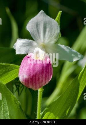 Showy Lady’s Slipper in full bloom up close. Stock Photo