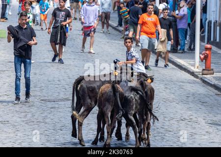 Young bulls prepares to charge a capinha or amateur bullfighter during a tourada a corda, also called a bull-on-a-rope at the Sanjoaninas festival on Rue de Sao Joao in Angra do Heroísmo, Terceira Island, Azores, Portugal. During the uniquely Azorean event a bull tied to a long rope runs loose as participants attempt to distract or run from the bull. Stock Photo