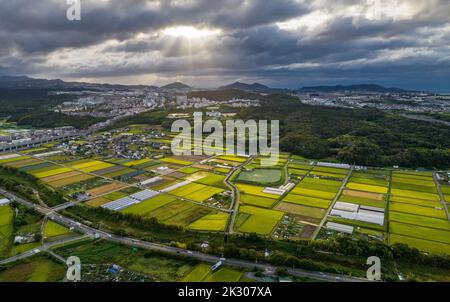 Sun rays burst through storm clouds over rice fields on edge of town Stock Photo