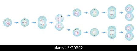 Scientific Designing of Meiosis Phases. Germ Cell Division Process. Colorful Symbols. Vector Illustration. Stock Vector