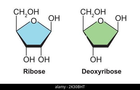 Chemical Structure of Ribose And Deoxyribose. Ribose vs Deoxyribose ...