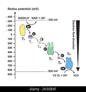 Redox Potential Scheme. Electron Flow Direction. Colorful symbols. Vector Illustration. Stock Vector