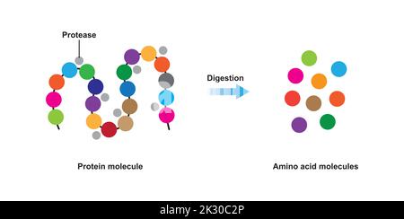 Scientific Designing of Protein Digestion. Protease Enzyme Effect on Protein Molecule. Vector Illustration. Stock Vector