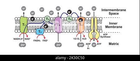 Oxidative Phosphorylation Scheme. Electron Transport Chain. Colorful symbols. Vector Illustration. Stock Vector