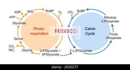 Scientific Designing of Photorespiration. Oxidative Photosynthetic Carbon Cycle. Photorespiration And Calvin Cycle. Vector Illustration. Stock Vector