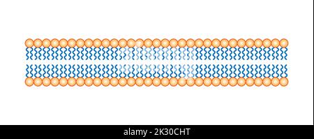 Scientific Designing of Phospholipid Bilayer Structure. The Cell Membrane Structure. Vector Illustration. Stock Vector