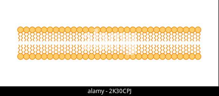 Scientific Designing of Phospholipid Bilayer Structure. The Cell Membrane Structure. Vector Illustration. Stock Vector