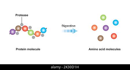 Scientific Designing of Protein Digestion. Protease Enzyme Effect on Protein Molecule. Vector Illustration. Stock Vector