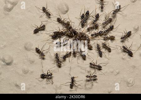Longhorn Crazy Ants (Paratrechina longicornis) swarming and attacking a much larger ant. Harmless to humans and found in the World's tropical regions. Stock Photo