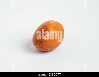 Argan nut on isolated white background. Moroccan Argania Spinosa seed for the production of oil Stock Photo