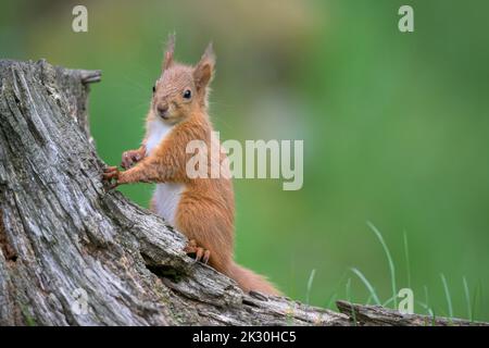 Red squirrel (Sciurus vulgaris) standing outdoors
